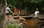 Elisabeth Storm offered her dog, Luke, another tennis ball, his favorite thing in the world, as he cooled off in a creek after a visit to the dog park