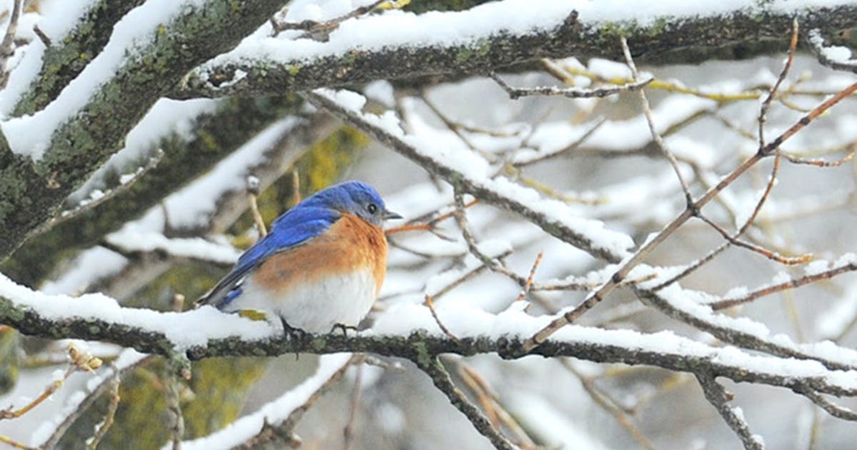Some bluebirds stick around Minnesota in the winter