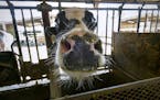 News of the Weird: Cows are moooved by virtual reality