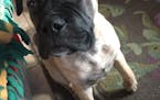 Kua, a tan bullmastiff, was inside a car stolen Jan. 17 from the 1700 block of W. James Avenue in St. Paul. The dog has not been found. St. Paul polic