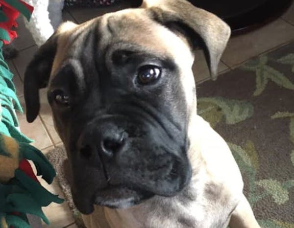 Kua, a tan bull mastiff wearing a red collar, was inside a car stolen Monday from the 1700 block of James Avenue in St. Paul.