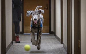 Barrett the courthouse dog played ball with his handler Nicole Carnale in the halls at the Hennepin County Government Center in Minneapolis.