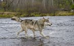 A gray wolf crosses a river in northern Minnesota. 