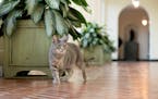 Willow, the Biden family’s new pet cat, wanders around the White House on Wednesday, Jan. 27, 2022 in Washington. 