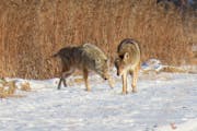 Coyotes were spotted at the 77-acre parcel owned by Ramsey County in Maplewood. County leaders have expressed interest in developing the property but 