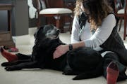 Pet masseuse Heidi Hesse worked with Dee Kauffman’s dog, Libby.