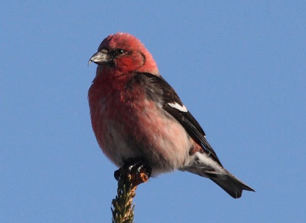 A male white-winged crossbill.