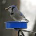 This blue jay will attempt to hide his peanuts away from prying eyes.