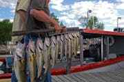 How many walleyes is enough? Cutting limit from six to four is a feel-good idea for some. But it lacks scientific backing.