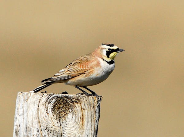 Horned larks are one of the markers that spring approaches.