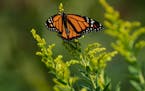 Kathleen Pomerleau released one of monarch butterflies she helped incubate from an egg.  What started as a lakeshore restoration project 20 years ago 