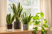 Minnesotans are perfectly average when it comes to the number of houseplants we own.