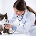 When you’re choosing a vet, make sure you’re comfortable with the entire veterinary team. 