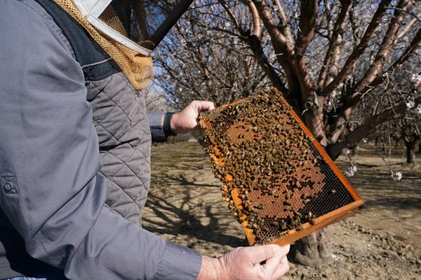 Bee industry buzzing as hive thefts soar