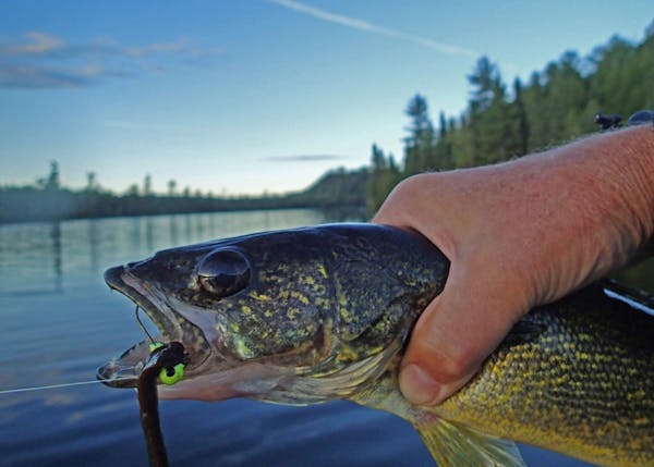 A new study of Wisconsin lakes echoes what some other studies have said: Walleye production in some northern tier states is declining.