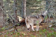 An image of a collared wolf was captured on a trail camera on Isle Royale.