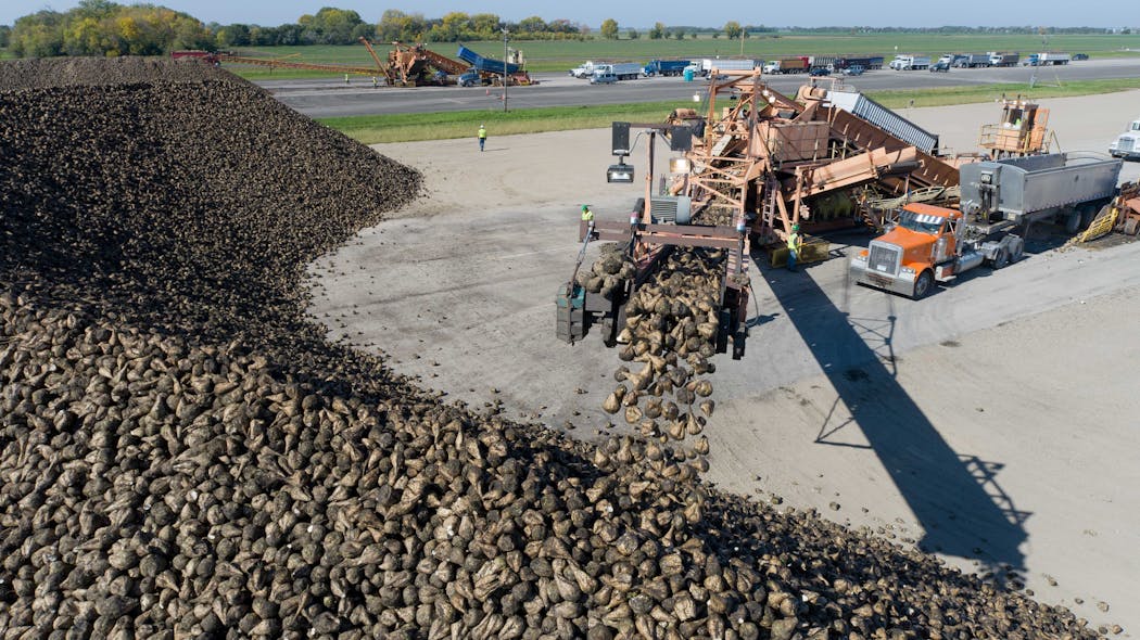 Sugar beets are piled high during harvest before they are processed into table sugar.