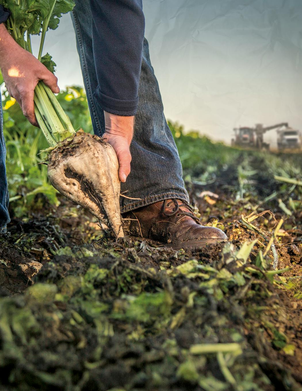 An American Crystal Sugar grower harvests a sugar beet.