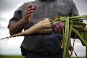 Todd Geselius, vice president of agriculture at the Southern Minnesota Beet Sugar Co-op, showed in 2015 what a sugar beet looks like when it is harves