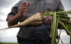 Todd Geselius, vice president of agriculture at the Southern Minnesota Beet Sugar Co-op, showed in 2015 what a sugar beet looks like when it is harves