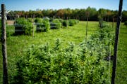 Forty Acres Co-op is a Black-owned hemp farmers collective that aims to give land access to new and emerging farmers of color.