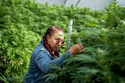 Angela Dawson inspected hemp buds in her greenhouse in September. Dawson said legislators need to act on a number of issues that have the hemp industr