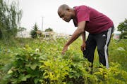 Rennie Gaither checked one of the 40 beds in the Our Village Garden in Saint Paul’s Frogtown neighborhood.