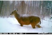 A whitetail deer caught on trail camera in northeastern Minnesota on Jan. 5. The temp was 5 degrees below zero and the snow was nearly to her belly. I