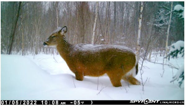 Minnesota's severe winter burdening deer Up North, could affect hunting