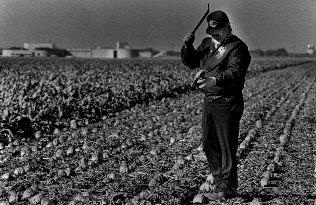An agriculturalist for American Crystal Sugar checks a beet for damage in 1985 using a beet knife.