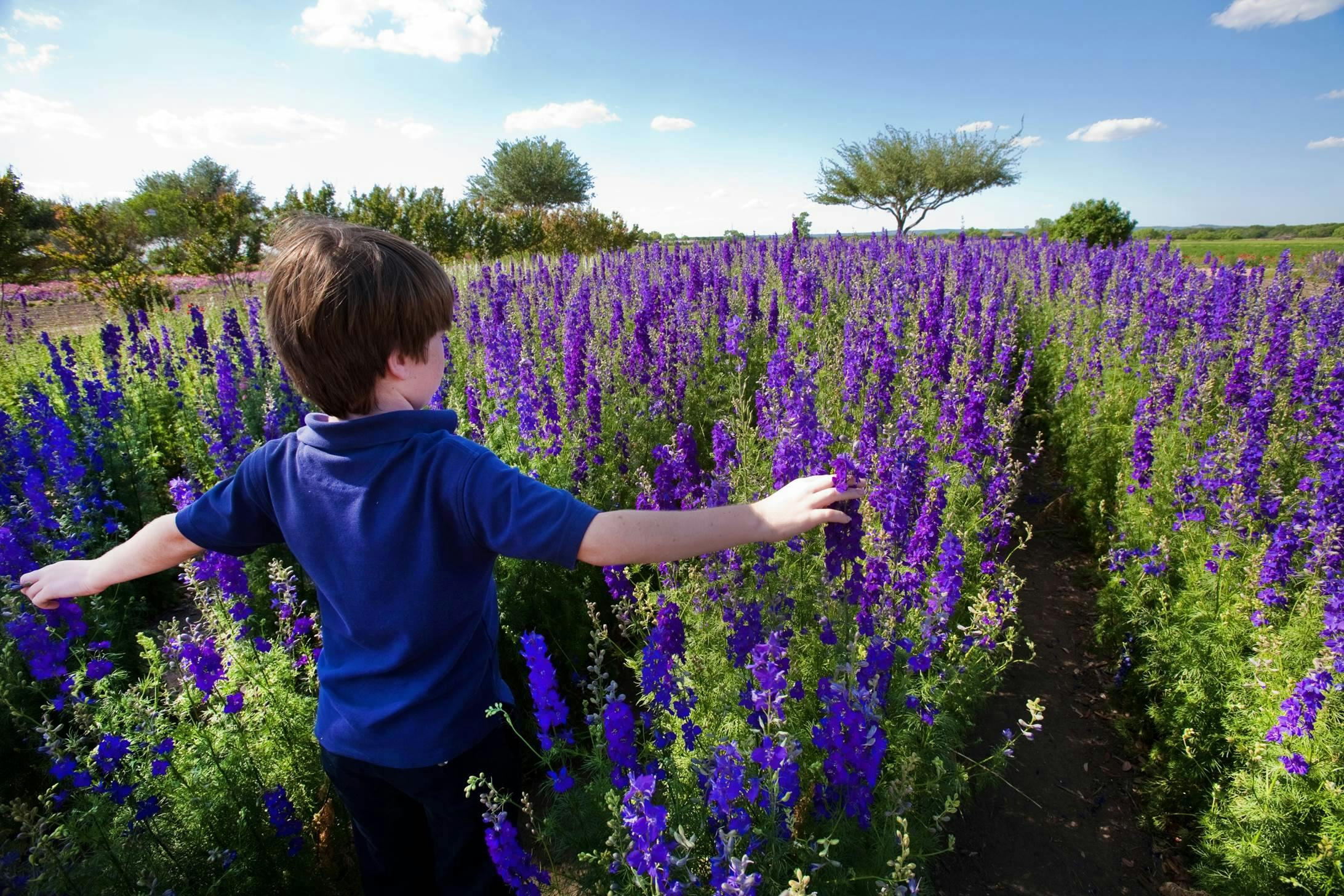 Bluebonnets blossom at Wildseed Farms, said to be the largest wildflower farm in the country.