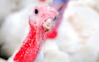 The first cases of a highly contagious strain of bird flu have reached Minnesota flocks.
