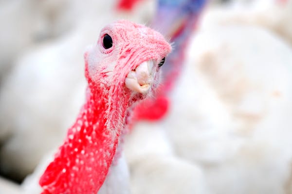 Though no cases of bird flu have been reported in Minnesota as of Thursday, officials say it’s likely just a matter of time before it reaches the st