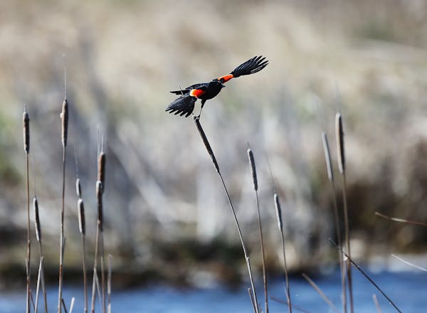 A red-winged blackbird takes flight Thursday along Sherburne County Nature Drive in Sherburne National Wildlife Refuge in Orrock, MN.   ]