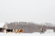 Tucker Gretebeck and a couple of his dairy cows on his farm near Cashton, Wis.