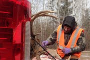 A Department of Natural Resources wildlife supervisor tagged a buck and a doe taken by a hunter to the mandatory CWD sampling station in Crosby in the