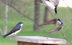 A male tree swallow fights off an interloper.