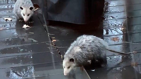 'They're possums, and they're in our grill'