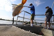 Jeff Whitty, University of Minnesota researcher in Fisheries, Wildlife and Conservation Biology, transfers a temporarily stunned common carp from the 