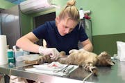 U of M student Ashley Walker, on a veterinary internship at the Greek feline rescue program Let’s be S.M.A.R.T., spays a cat.