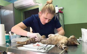 U of M student Ashley Walker, on a veterinary internship at the Greek feline rescue program Let’s be S.M.A.R.T., spays a cat.