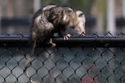 A possum had a prime perch at a Philadelphia Phillies spring training practice in 2014 in Clearwater, Fla.