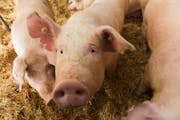The Minnesota Pork Board released a report Tuesday that outlines a range of actions to make pork production more sustainable and help the industry red