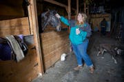 Sleepy Eye horse trainer Candi Lemarr was acquitted by a jury of 20 counts of animal cruelty.