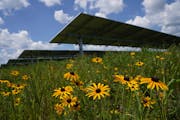 Solar panels collected energy from the sun surrounded by native prairie and flowers like these black-eyed Susans planted at one of Enel’s solar farm