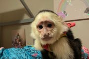 Maplewood Police are on the lookout for Coco Chanel, a white-faced capuchin female, who was reported missing by her owner. 