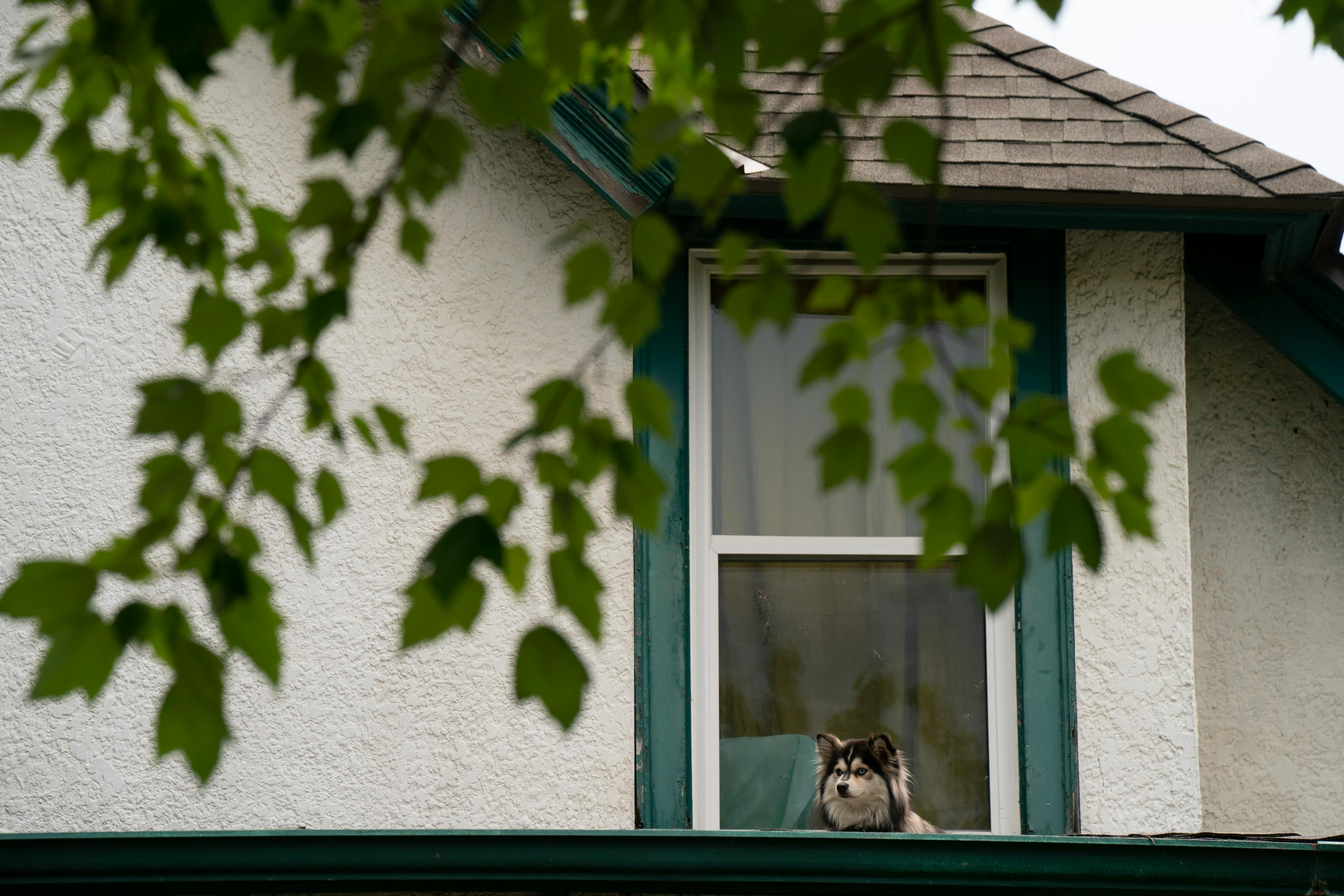 A dog looks out the window of a stucco home in Minneapolis during The Wedge Cat Tour in August 2021.