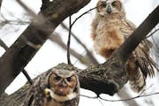 A great horned owl and its owlets perched on a branch near Lake Nokomis last March. This owl family has all died from the outbreak of avian bird flu.