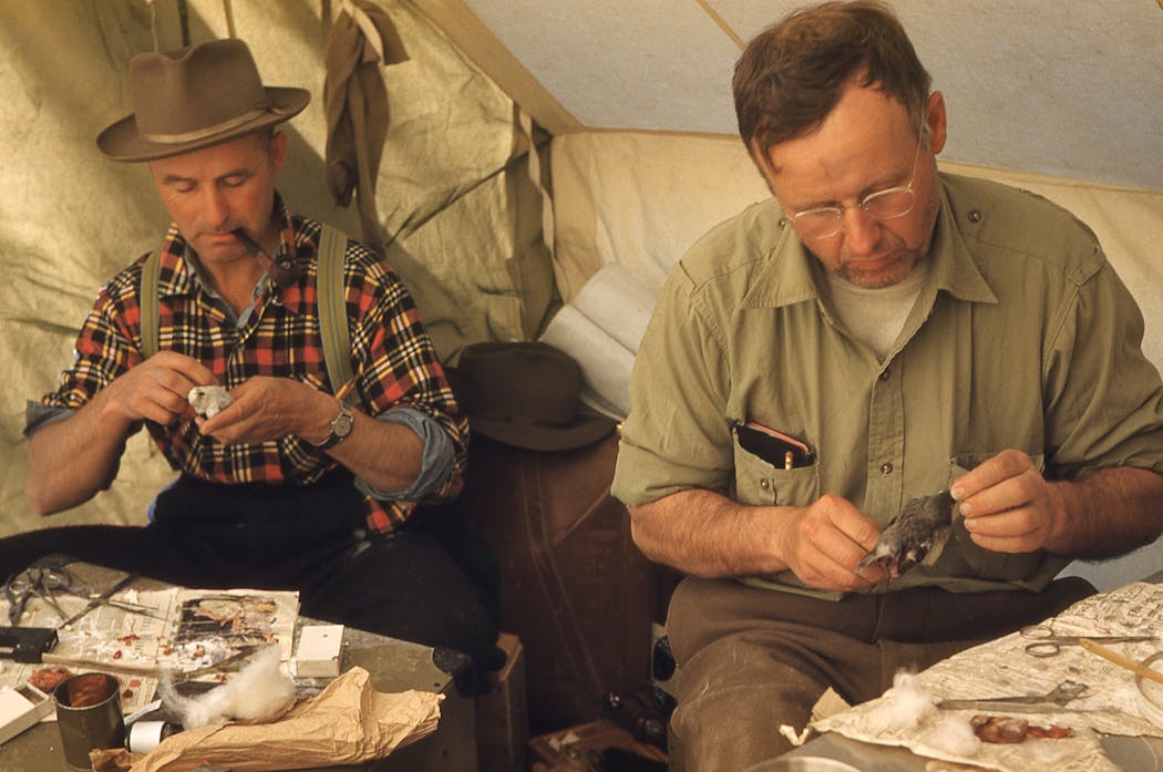 John Jarosz and Walter Breckenridge prepared bird specimens during the Back River Expedition in 1953.