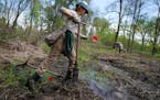 Conservation Corps volunteer Sarah Curran planted trees near the Mississippi River in 2019 to counter more frequent, severe flooding due to climate ch